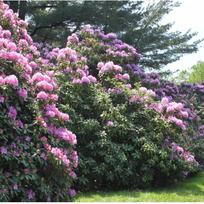 Rododendrtas "Roseum Elegans"