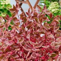 Sedula baltoji "Miracle" PRB