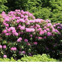 Rododendras "Roseum Elegans'