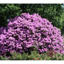 Rododendras Cataw. Grandiflorum