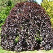 Bukas paprastasis " Purpurea Pendula"