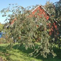 Šermukšnis "Pendula"