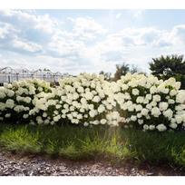 Hortenzija "Little Hottie"