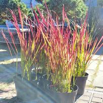 Imperata rytininė ''Red Baron''