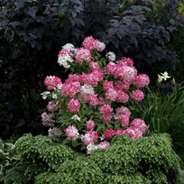 Hortenzija "Diamond Rouge"