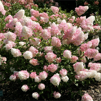Hortenzija "Vanille Fraise"®