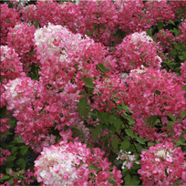 Hortenzija šluotelinė "Diamond Rouge"PRB