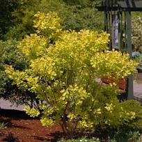 Pūkenis "Golden Spirit"PRB