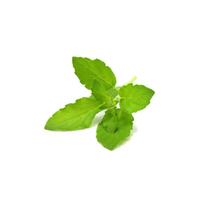 Click and Grow Refill 3-pack - Holy Basil
