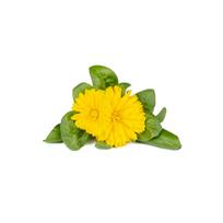 Click and Grow Refill 3-pack - Calendula