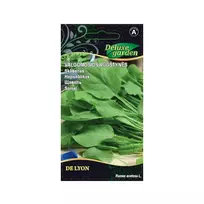 Sėklos RŪGŠTYNĖS SORREL DE LYON 3591