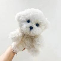 Mielas modeliavimas Garbanotas šuo Bichonas šuo pliušinis žaislas Kawaii realiame gyvenime pliušiniai žaislai mergaitės gimtadienio merginai dovanų priedai