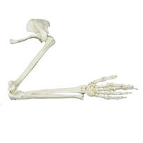 Medicals Anatominis modelis Žmogaus skeletas Rankos skeletai Studijinis modelis Gyvo dydžio žmogaus rankos sąnario modelis Rankos skeleto modelis 1