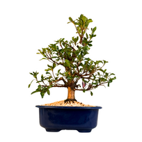 Žydintis Satsuki azalijos bonsai iš Japonijos P18 ,,Kikoshi''