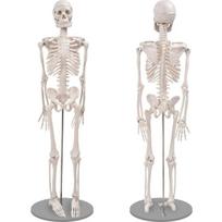 85 cm žmogaus skeletas su judančiais sąnariais ir nuimamomis galūnėmis, modelis mokymams, mokslo laboratorijoms ir edukacinėms reikmėms.