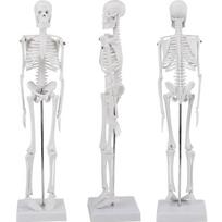 Žmogaus anatomijos griaučių modelis, 45 cm, mokomasis skeletas, žmogaus kūno struktūros modelis.