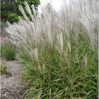 Miskantas kininis "Gracillimus", 0,55 L