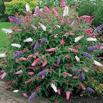 1 x Buddleia Trispalvis drugelis krūmas Mišrios spalvos sveikas sodo augalas vazone