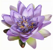Edelman Dirbtinė lelija Ø10cm violetinė