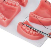 Dantenų odos siuvimo chirurginės praktikos medicininis odos siuvimo padėklas laboratorinis modelis silikoninis periodontito siuvimo modelis mokymo rinkinys one size pink