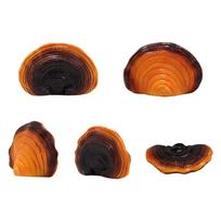 5 vnt. Imituotas reishi grybų medelis Kabantis dervos dekoras Ornamentai Sodo kūrybiška statulėlė Lauko kiemo sienos dekoracija