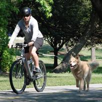 Šuns Bėgimo ir Pasivaikščiojimo Pavadėlis – Nuimamas Elastingas Pavadėlis su Metaliniu Prailginimo Lynu, Vilkimo Pavadėlis , ir Reguliuojama Lauko Įranga One Size juoda