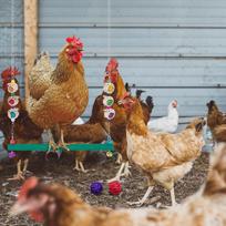 Vištidės sūpynės su varpeliu Vištidės žaislai su 2 rotango rutuliukais Medinės papūgos sūpynės Finčams Vištidės praturtinimas Myna Višta China Mainland brown