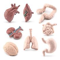 3D Žmogaus Kūno Organų Modeliai 8vnt Vaikams Mokymosi Priemonės Medicinos Mokyklai Žmogaus Kamieno Švietimo Klasė Mokymo Rekvizitas 1