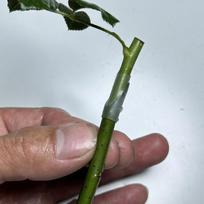 Sodinimui skirti įvorės augalams 50 vnt. Silikoniniai apsaugai Medžio apsauga sodo augalams Ūkininkams Sodininkams Gėlininkams 3-7,5 mm China Mainland