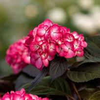 Hortenzija "Choco Black Velvet"