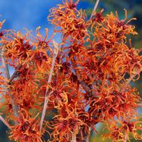Hamamelis, tarpinis "Jelena"
