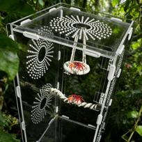 Jumping Spider Enclosure Accessories Hangable Rope Climbing Swing Jumping Spider Terrarium Decor For Tree Frogs Hermit Crabs China Mainland