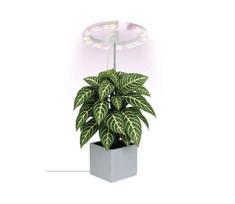 LED reguliuojama interjero lempa augalų auginimui GROW LED/8W/5V