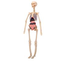Clear Human Body Skeleton Model Kit 3D Human   Structure Model Kit with Removable Organs for Kids
