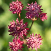 Astrantija "Astra Red" ®