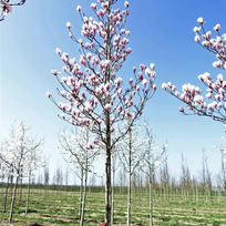 Magnolija Sulanžo. Skiepyta, medžio forma.