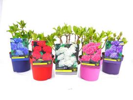 Lauko augalas didžialapė hortenzija, Ø 14, 30 cm, lot. Hydrangea mac. mix