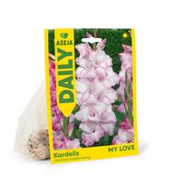 Didžiažiedžio kardelio svogūnėliai ASEJA Daily My Love, 3 vnt., 10/12, 83990110, (P)
