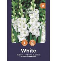 Didžiažiedžių kardelių svogūnėliai, lot. GLADIOLUS WHITE, 5 vnt