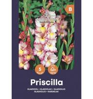 Didžiažiedžių kardelių svogūnėliai, lot. GLADIOLUS PRISCILLA, 5 vnt