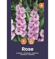 Didžiažiedžių kardelių svogūnėliai, lot. GLADIOLUS ROSE, 5 vnt