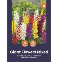 Didžiažiedžių kardelių svogūnėliai, lot. GLADIOLUS MIX, 5 vnt