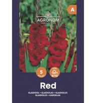 Didžiažiedžių kardelių svogūnėliai, lot. GLADIOLUS RED, 5 vnt