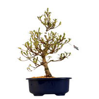 Žydintis Satsuki azalijos bonsai iš Japonijos P18 ,,Matsunami''