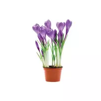 Svogūninis augalas KROKAS, vazono skersmuo 9 cm