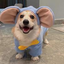 Corgi drabužiai rudeniui ir žiemai, sutirštinti, šilti, vidutinio ir mažo dydžio šunims, Bišonui, Šnauceriui, liemenė, Šibos šuniui, žiemos debesis M (9-7 kg)