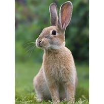 Triušio „pasidaryk pats“ 5D deimantinis paveikslas, pilnas apvalus grąžtas „Animal“ vaizdingas deimantinis siuvinėjimas kryželiu Siuvinėjimo rinkinys Sienų menas Namų dekoro dovana Full Round 20x30CM