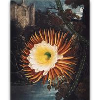Reprodukcija „Nakties karalienė“, Robert John Thornton, (1808)