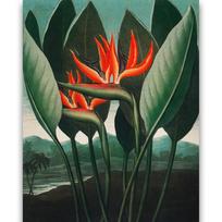 Reprodukcija „Puošnioji strelicija“, Robert John Thornton, (1808)