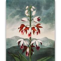 Reprodukcija „Kinijos orchidėja“, Robert John Thornton, (1808)